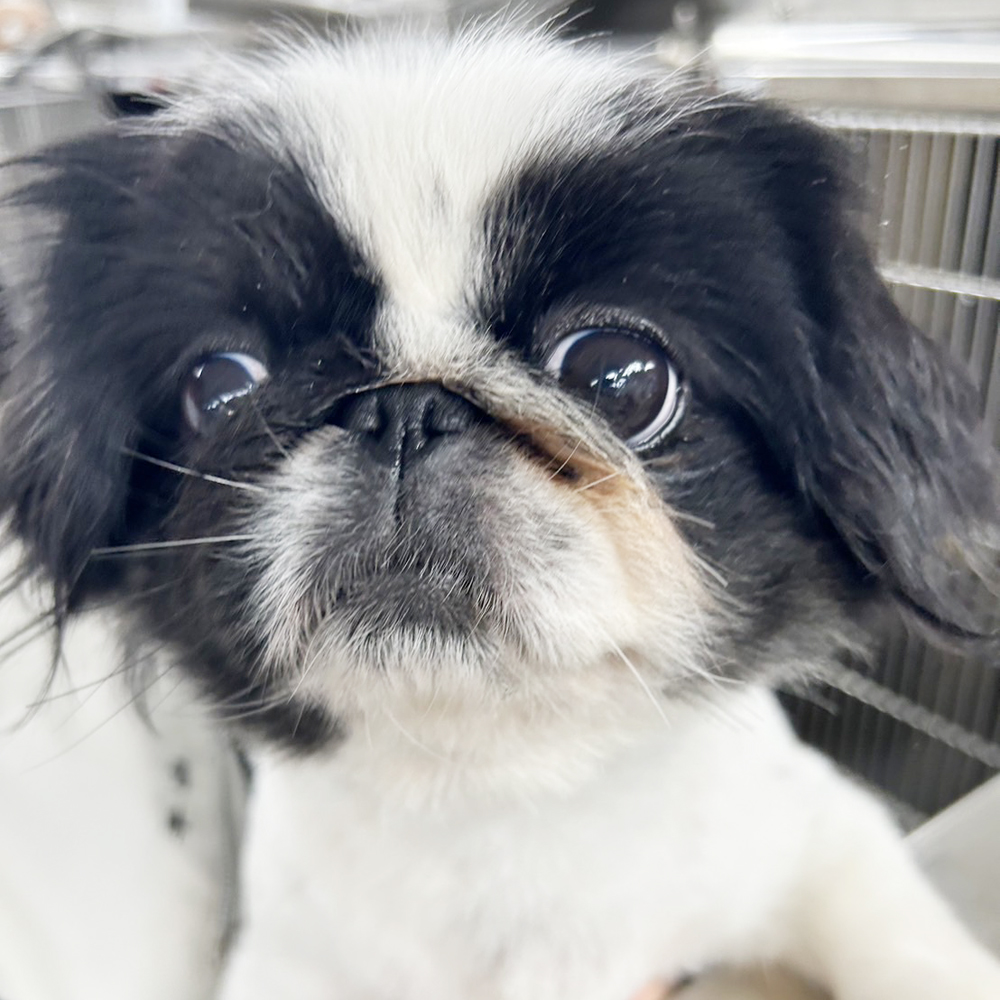 ☆生徒が撮影したモデル犬☆①